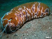 плямистий Морський Огірок (Голотурія) (Holothuria) фото