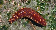 црвен Sea Cucumber (Holothuria) фотографија