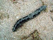 црн Sea Cucumber (Holothuria) фотографија