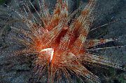 röd Magnifika Urchin (Astropyga Magnifica) foto