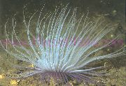 aquarium marine invert Tube Anemone Cerianthus  pink
