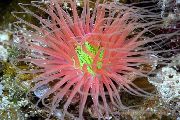 aquarium marine invert Tube Anemone Cerianthus  red