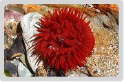 vermelho Bulbo Anêmona (Actinia equina) foto