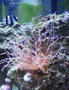 斑 卷曲的线索海葵 (Bartholomea annulata) 照片