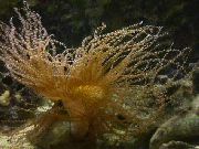 黄 卷曲的线索海葵 (Bartholomea annulata) 照片