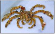 浅蓝 装饰蟹，camposcia装饰蟹，蜘蛛蟹装饰 (Camposcia retusa) 照片