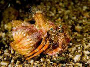 қызыл Дуана Crab Дарданус Anemonovy (Dardanus pedunculatus) фото