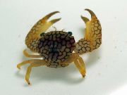 brun Koral Krabbe (Trapezia sp.) foto