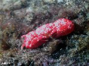 červená Koral Krab (Trapezia sp.) fotografie
