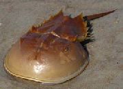  Horseshoe Crabs (Carcinoscorpio spp., Limulus polyphenols, Tachypleus spp.) фотографија