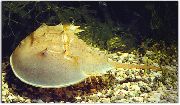 žlutý Krabů Podkovy (Carcinoscorpio spp., Limulus polyphenols, Tachypleus spp.) fotografie
