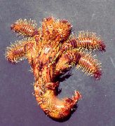 红 林立的寄居蟹 (Aniculus aniculus) 照片