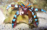 hvítur Rafmagns Blár Hermit Crab (Calcinus elegans) mynd