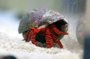 hvítur Halloween Hermit Crab (Ciliopagurus strigatus) mynd