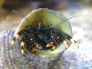 weiß Schwarz Einsiedlerkrebs (Gelb-Footed Einsiedlerkrebs) (Clibanarius virescens) foto