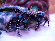 braun Blue-Knie Einsiedler-Krabbe (Dardanus guttatus) foto