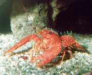 punane Lilla Reef Homaar (Enoplometopus daumi) foto