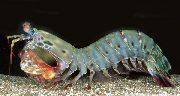 hall Arlekiin Mantis Shrimp (Paabulind Mantis Shrimp) (Odontodactylus scyllarus) foto