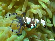 Tyynenmeren Pelle Anemone Katkarapuja ruskea