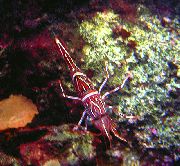 红 驼峰（骆驼，糖果，跳舞，hingebeak，德班铰链喙）虾 (Rhynchocinetes durbanensis) 照片