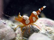 braun Hohlkreuzgarnele (Sexy Anemone Shrimp) foto