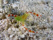 valge Kuldne Korall Krevetid (Stenopus scutellatus) foto