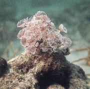 рожевий Черв'як Біспіра (Bispira sp.) фото