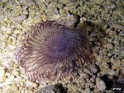 fioletowy Hawajski Miotełki (Sabellastarte sp.) zdjęcie