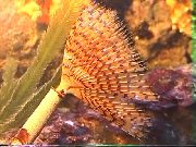 aquarium marine invert Wreathytuft tubeworm Spirographis sp. yellow