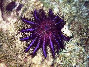 фіолетовий Зірка Терновий Вінець (Acanthaster planci) фото