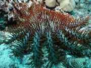 ღია ლურჯი გვირგვინი Thorns (Acanthaster planci) ფოტო
