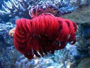 червоний Морська Лілія (Пір'яста Морська Зірка) (Comanthina) фото
