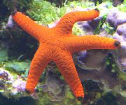 raudonas Raudona Starfish (Fromia) nuotrauka