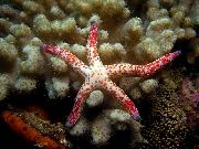 браон Red Starfish Multiflora (Linkia multiflora) фотографија