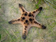 helesinine Šokolaadi Chip Sea Star (Sarvedega Meri Star) (Protoreaster nodosus) foto