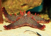 rød Choc Chip (Knott) Sea Star (Pentaceraster sp.) bilde