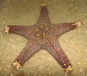 gaiši zils Šokolādes Chip (Kloķus) Jūras Zvaigzne (Pentaceraster sp.) foto