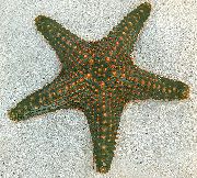 siva Choc Čip (Drška) Sea Star (Pentaceraster sp.) foto
