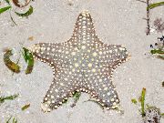 ზოლიანი Choc ჩიპი (Knob) ზღვის ვარსკვლავი (Pentaceraster sp.) ფოტო