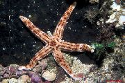 ყავისფერი შინდისფერი ზღვის ვარსკვლავი (Tamaria sp.) ფოტო