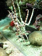 blanco Estrella De Mar Serpiente, Rayas De Tigre De Lujo (Ophiolepis superba) foto