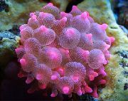 斑 气泡提示海葵（玉米海葵） (Entacmaea quadricolor) 照片