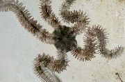 svetlomodrá Krehký Sea Star (Ophiocoma) fotografie