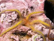 ყვითელი Sponge Brittle ზღვის ვარსკვლავი (Ophiothrix) ფოტო