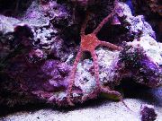 rdeča Kača Morska Zvezda, Fancy Rdeča, Južna Krhka Zvezda (Ophiomyxa australis) fotografija
