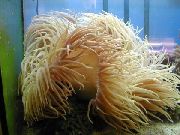 dzeltens Fāzēm Sea Anemone (Ordinari Anemone) (Heteractis crispa) foto