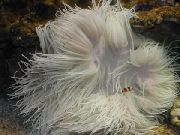 rožnat Beaded Sea Anemone (Ordinari Anemone) (Heteractis crispa) fotografija