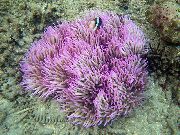 plankumains Fāzēm Sea Anemone (Ordinari Anemone) (Heteractis crispa) foto
