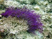 purpurs Fāzēm Sea Anemone (Ordinari Anemone) (Heteractis crispa) foto