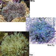 pregleden Beaded Sea Anemone (Ordinari Anemone) (Heteractis crispa) fotografija